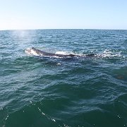 IMG 0001 2 (231)